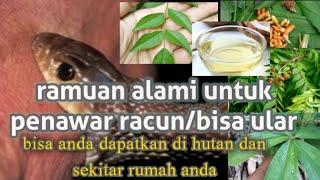 7 obat alami penawar bisa/racun gigitan ular, menjadi cara pertolongan pertama saat di gigit ular