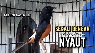 murai batu gacor AMPUH buat PANCINGAN murai batu agar bunyi JADIKAN burung murai gacor EMOSI NYAUT