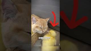 Kitten Naptime with Baby Ducks and Bunny Visit! Adorable Pet Compilation