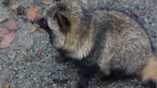 Tanuki Encounter (Autumn Camping at Nishitanzawa)