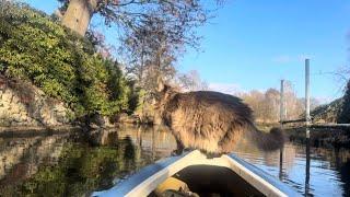 Whiskers in the Wind: Louis’ Kayak Adventure & Curious Cabin Exploration