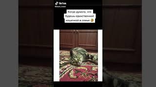 Когда думала, что будешь единственной кошечкой в семье Любви хватает на всех ️