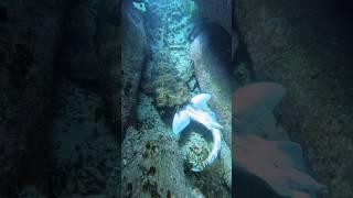 Wobbegong shark eating Port Jackson shark #shark #sharks #diving #underwater #ocean