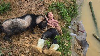 Vietnamese girl building a house for goats unfortunately had an accident - ha thi muon