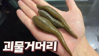 합성아닙니다!! 한국의 시골에서 발견되는 충격적인 크기의 거대 거머리!!