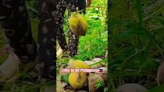 Life in the PhilippinesCoconut Harvest #farmer #lifeinthephilippines #livinginthephilippines