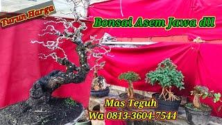 Turun harga bonsai mas Teguh Wa +62 821-3252-0933