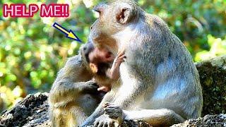 LOOK!! POOR BABY JODY CRIES AND SADNESS COS BAD MONKEY SPRING PULLS HIM FROM MOM JANE, SHE IS HUNGRY