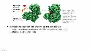 BCOR011WL Chpt 8 - Enzymes