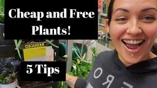 $5 or LESS l How to get Cheap and Free plants on a budget l + bonus tip