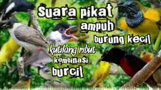 suara pikat burung kecil kombinasi kutilang ribut durasi panjang 1 jam pikat ampuh 100% anti zonk