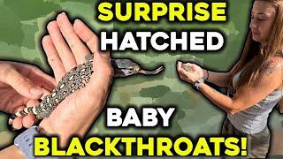 Surprise Hatchlings: Introducing Our Baby Blackthroat Monitors!