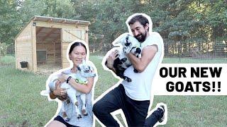 Bringing our new Nigerian Dwarf Goats HOME!! Grounded Haven (homestead vlog)
