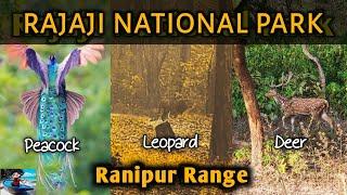 Leopard seen || Best time || Rajaji National Park #ranipur #wildlife #leopard