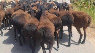 70 beautiful sheep of Uzbekistan. Gissar breed