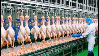 How American Farmers Harvest 20.8 Million Tons Of Chicken Meat | Farming Documentary