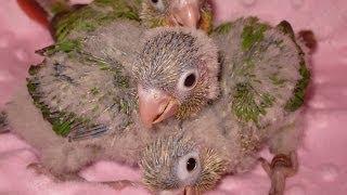 Feeding time for Baby Green Cheek Conures