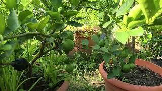 Árbol Anillado ya dando frutos y flores a menos de dos meses de anillado