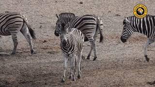 Zebras & Impalas Gather at the Waterhole!