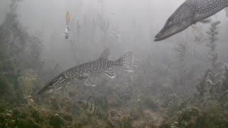 INSANE Underwater Footage! Ice Fishing NORTHERN PIKE with 5 of DIAMONDS!