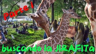 En busca de la Jirafita  parte 1 @Mexeople #zoologicoaragon  #aventura #zooanimals #entertainment