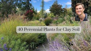 40 Perennial Plants for CLAY Soil in the Garden