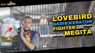 Gadis Keraton, Lovebird Fighter Pendatang Baru Milik Megita
