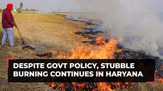 Despite govt policy, stubble burning continues in Haryana; farmers say no option left