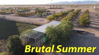 A Desert Farm After Record Heat | What Did We Lose? | September Farm Tour