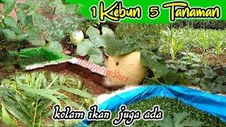 Tanaman Tumpangsari - 5 Jenis Tanaman Dalam 1 Kebun ~ AgricuLture