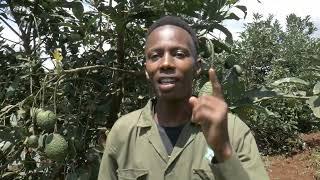 AVOCADO FARMING IN KENYA 2022-Youngest avocado farmer in the country