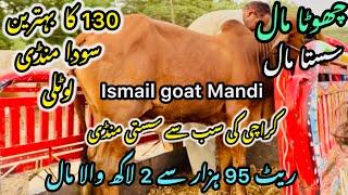 Ismail goat Mandi Karachi Cattle Rates Update || 20 may 2025  || Cow Mandi