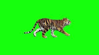 Tiger walking green screen animations effects