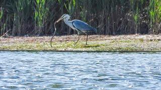 Серая цапля жестоко убивает змею / A heron kills a snake