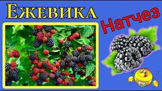 Ежевика Натчез