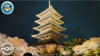 Kyoto Toji temple. [ World Heritage ] Cherry blossoms, illumination and night rain. #walking_tour