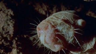 True Facts About The Naked Mole Rat