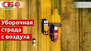 Уборочная страда | Комбайны в поле | Жатва и хлеборобы | видео 4k UHD