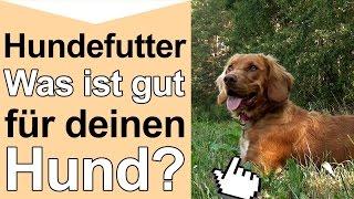 Hundefutter - Was ist gutes hochwertiges Hundefutter und artgerechte Hundenahrung für deinen Hund?