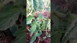 40 days tomato  update #shorts #subscribe #tomatoes #gardenanswer
