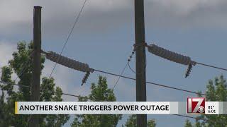 Another snake triggers power outage in central North Carolina