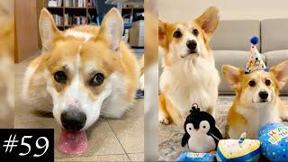 Best Corgi  Compilation | Funny Moments With Corgis