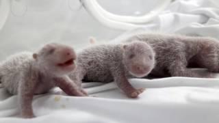 Newborn panda pictures (slideshow)