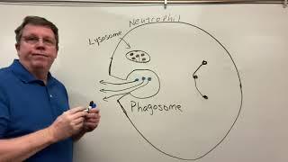 Phagocytosis, Neutrophils & Macrophages