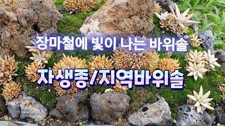 자생종바위솔/지역바위솔/세덤류  구경하세요 ~~^^