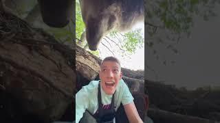 Exploring a cave takes an wild supride turn when bear enters the cave|| #wildlife #bear #cave