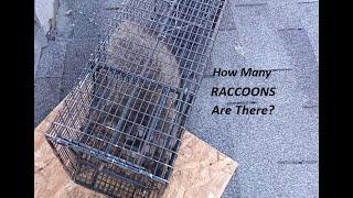 How Many Raccoons Are in the House? | Unpredictable Numbers | Raccoon Removal