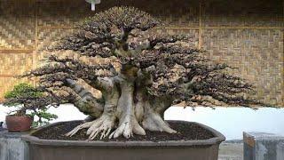 inspirasi bonsai bergaya formal / tegak lurus / cokan