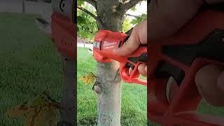 Milwaukee Tool M12 Brushless Pruning Shears #shorts