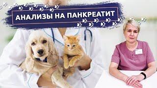 Анализы на панкреатит у животных | Ветеринарная клиника "В добрые руки"